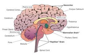 R-Complex