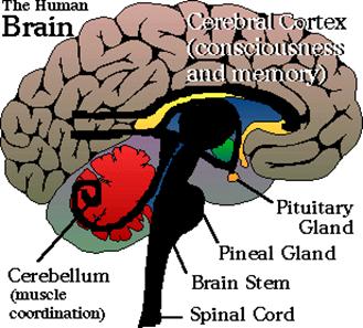 Уэйн Буш - ОБМАН СВЕТА: СВЕТОВАЯ И ТУННЕЛЬНАЯ ЛОВУШКА (Полный перевод) Brain-EyeOfHorus