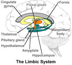 Уэйн Буш - ОБМАН СВЕТА: СВЕТОВАЯ И ТУННЕЛЬНАЯ ЛОВУШКА (Полный перевод) LimbicSystem